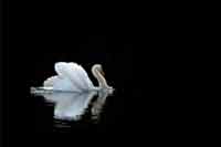 Cisne