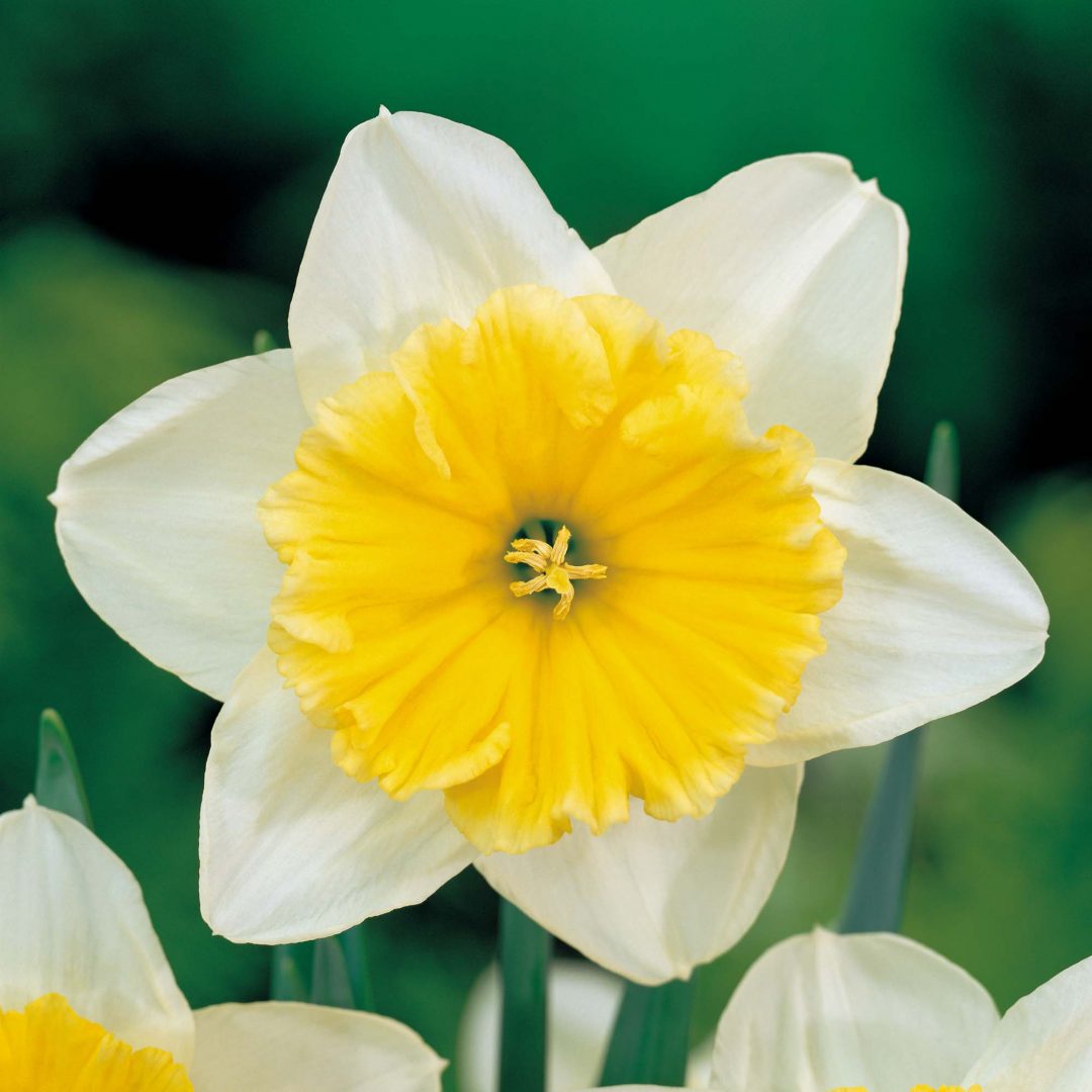 Narciso blanco y amarillo