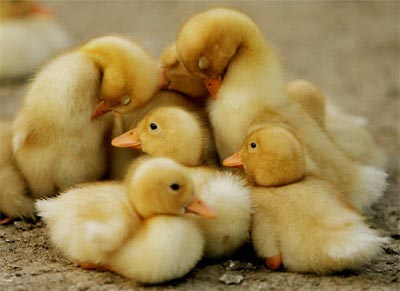 Patitos