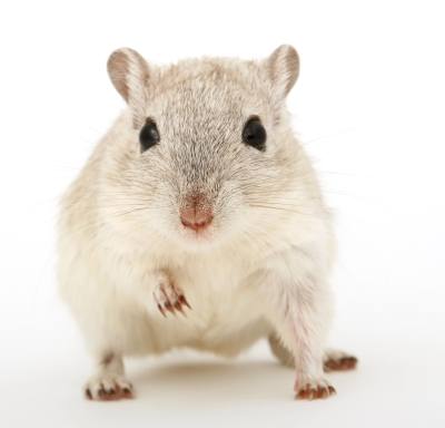 Ratita blanca